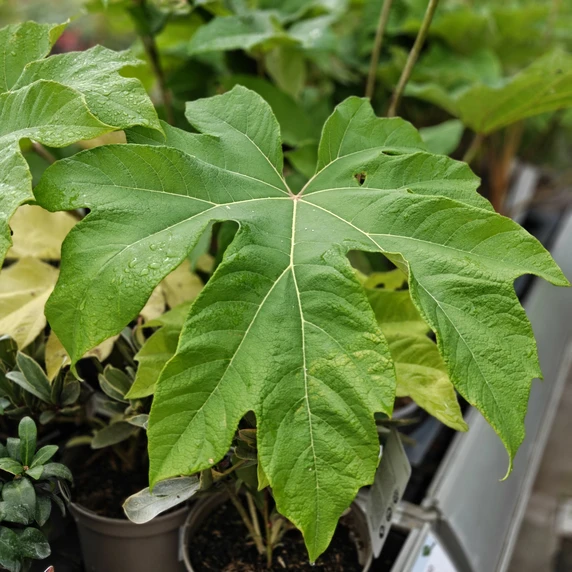Tetrapanax papyrifer - image 2