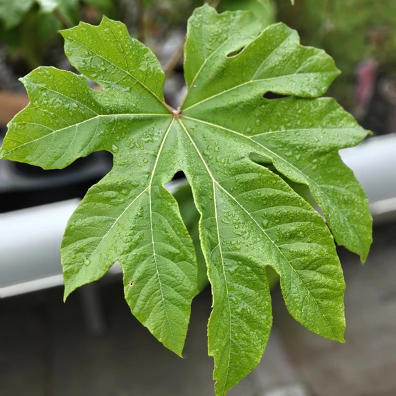 Tetrapanax papyrifer - image 1