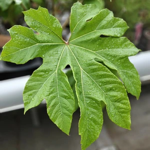 Tetrapanax papyrifer - image 1
