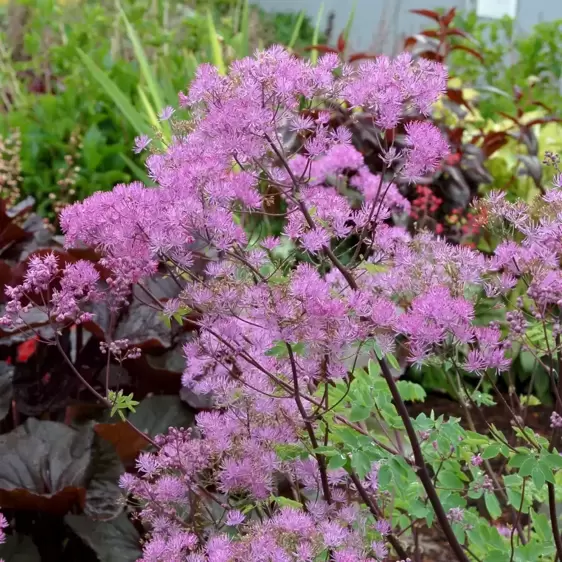 Thalictrum 'Black Stockings' ℗ -  Photo(s) courtesy of TERRA NOVA® Nurseries, Inc.