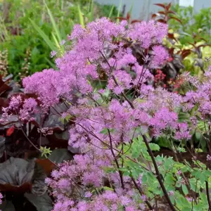 Thalictrum 'Black Stockings' ℗ -  Photo(s) courtesy of TERRA NOVA® Nurseries, Inc.