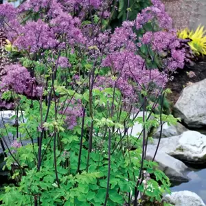 Thalictrum 'Black Stockings' ℗ -  Photo(s) courtesy of TERRA NOVA® Nurseries, Inc.