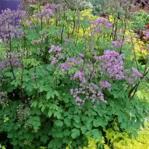 Thalictrum 'Black Stockings' ℗ -  Photo(s) courtesy of TERRA NOVA® Nurseries, Inc.