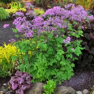 Thalictrum 'Black Stockings' ℗ -  Photo(s) courtesy of TERRA NOVA® Nurseries, Inc.