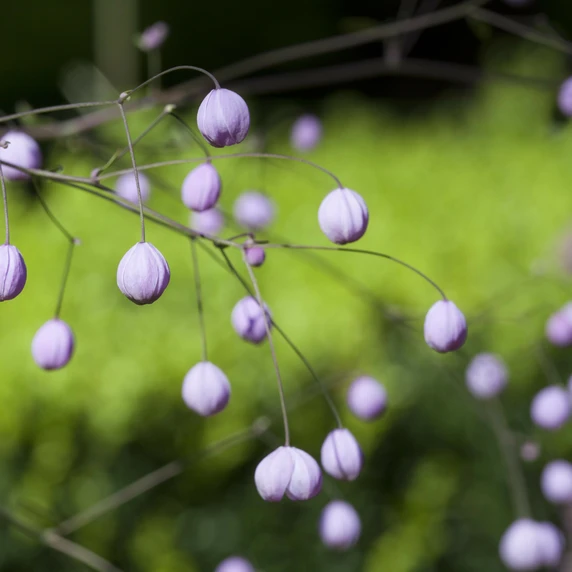 Thalictrum delavayi - image 2