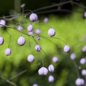 Thalictrum delavayi - image 2