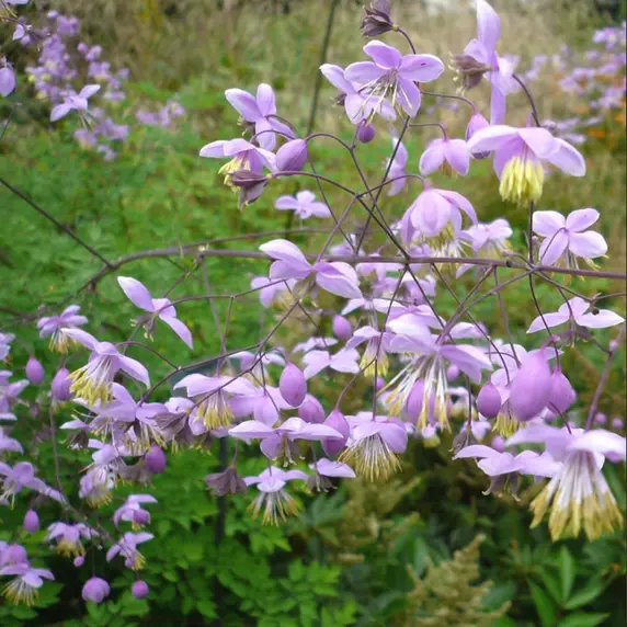 Thalictrum delavayi - image 1
