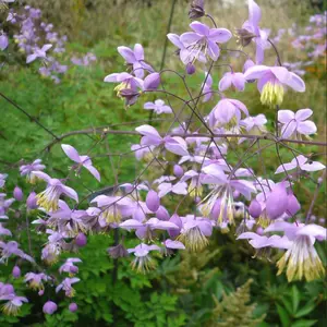 Thalictrum delavayi - image 1