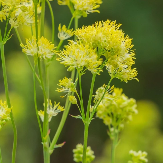 Thalictrum flavum subsp. glaucum