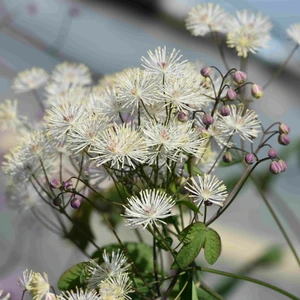 Picture Credit - TERRA NOVA® Nurseries, Inc.