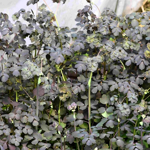 Picture Credit - TERRA NOVA® Nurseries, Inc.