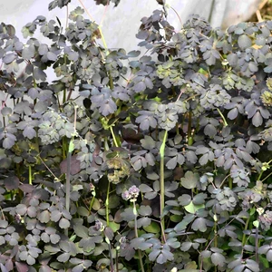 Picture Credit - TERRA NOVA® Nurseries, Inc.