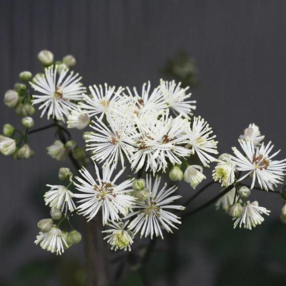 Picture Credit - TERRA NOVA® Nurseries, Inc.