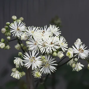 Picture Credit - TERRA NOVA® Nurseries, Inc.