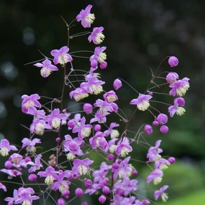 Thalictrum 'Purple Wings'