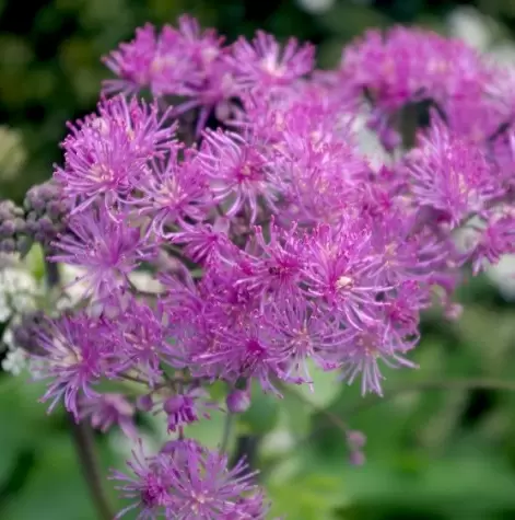 Thalictrum 'Purplelicious'