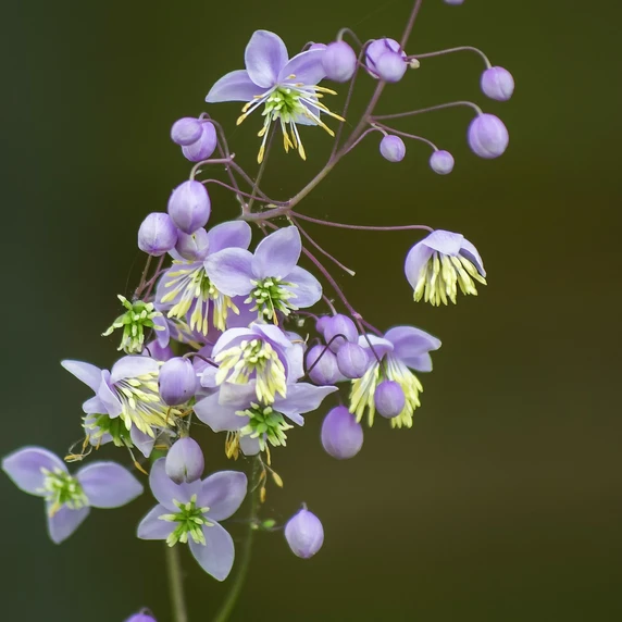 Image Credit: Paul van de Velde