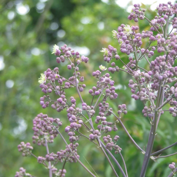 Image Credit: Paul van de Velde