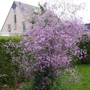 Thalictrum delavayi 'Splendide'