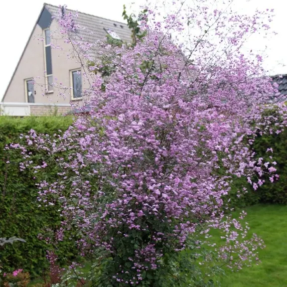 Thalictrum delavayi 'Splendide' 1L