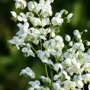 Thalictrum 'Splendide White' - image 1