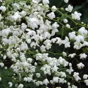 Thalictrum 'Splendide White' - image 3