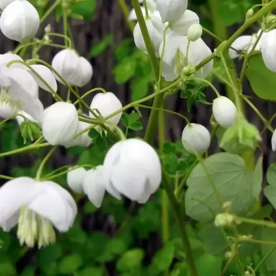 Thalictrum 'Splendide White' - image 2