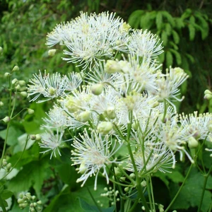 Thalictrum aquilegiifolium 'White Cloud'