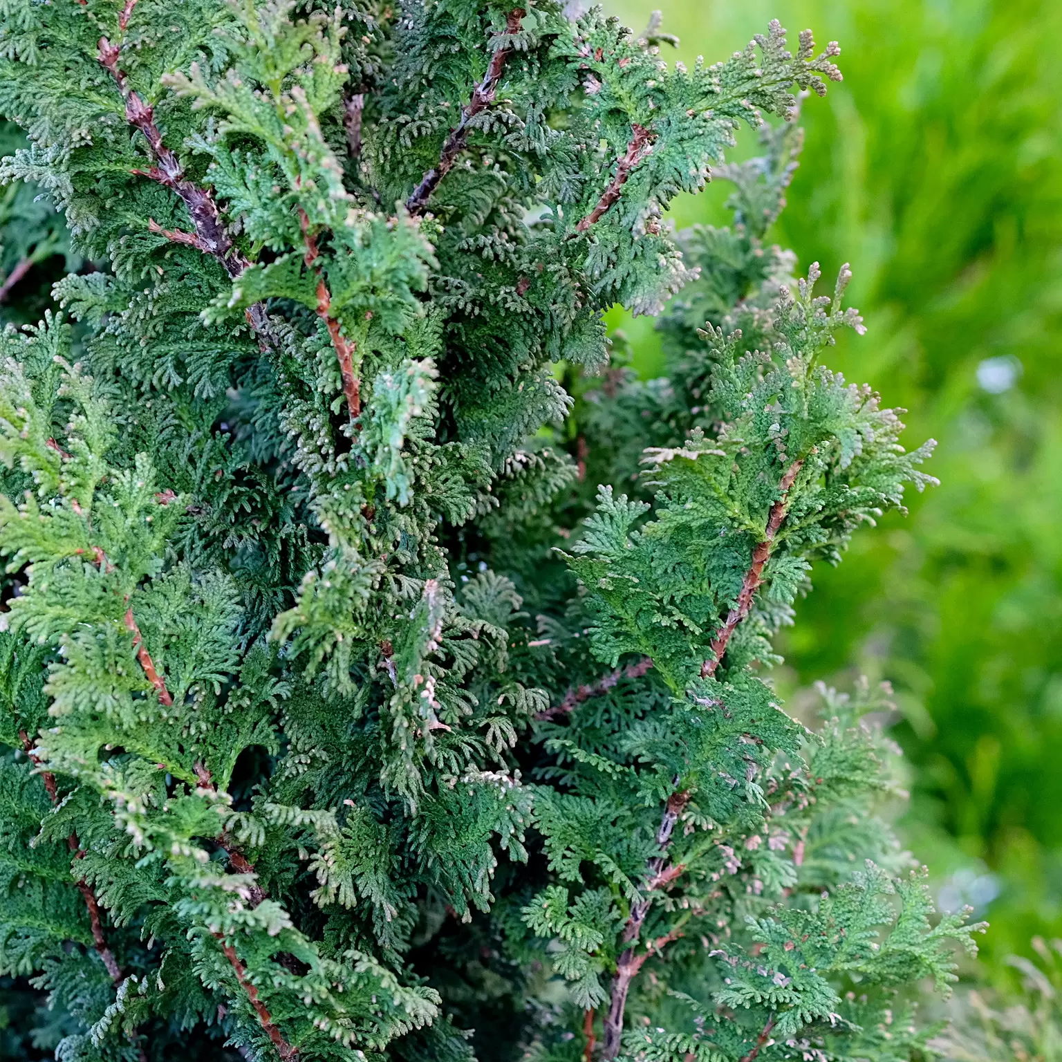 Thuja occidentalis 'Brobeck's Tower' 7L - Cowell's Garden Centre