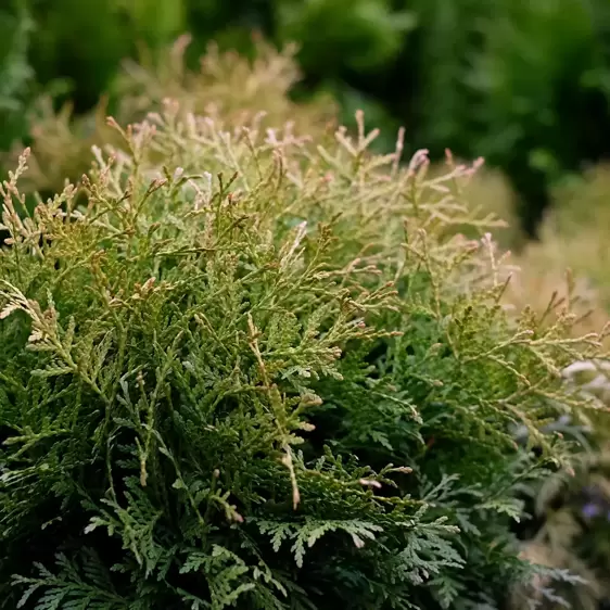 Thuja occidentalis 'Danica' 3L