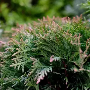Thuja occidentalis 'Danica Aurea' 3L - image 1
