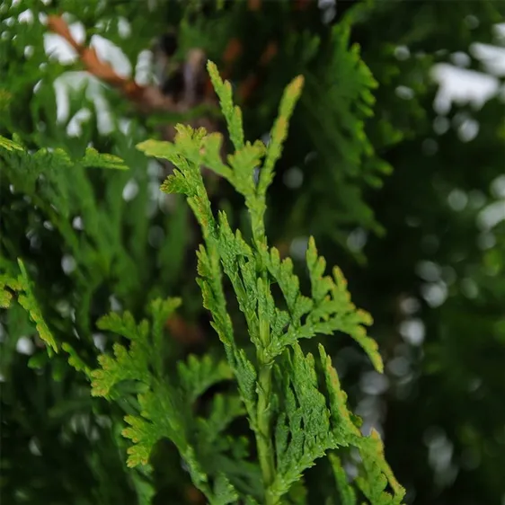 Thuja occidentalis 'Degroot Spire' - image 2