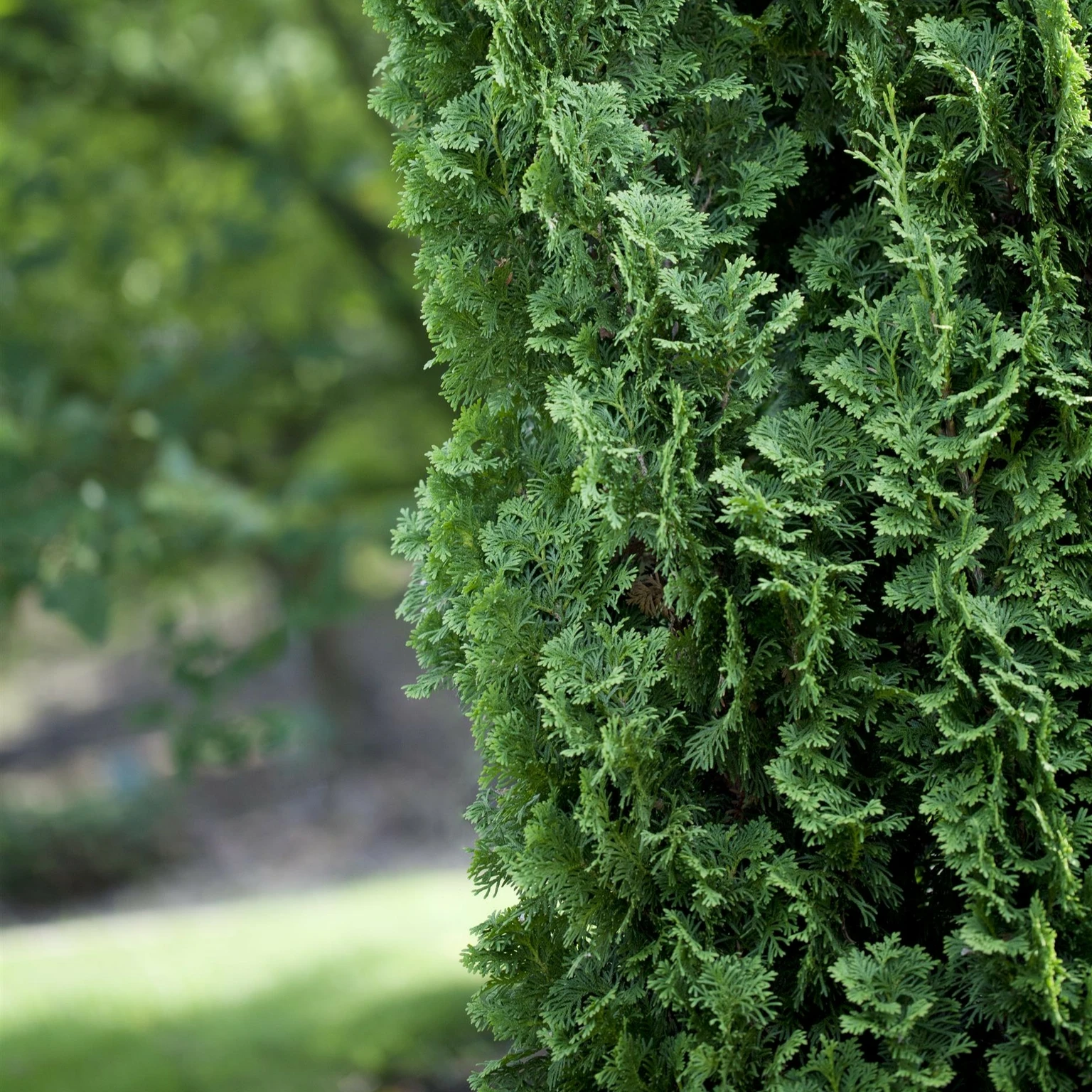 thuja brabant wie hoch Thuja „Brabant“ (40 – 60 cm) als kräftige wurzelware main image 0