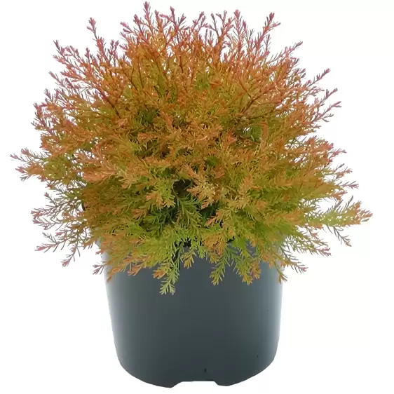 Thuja occidentalis 'Fire Chief' 3L