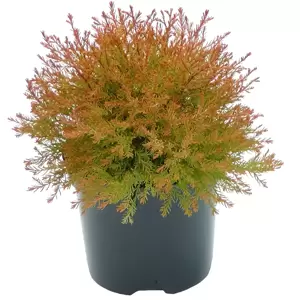 Thuja occidentalis 'Fire Chief' 1L