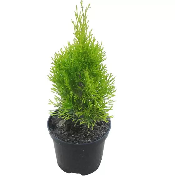 Thuja occidentalis 'Golden Smaragd' 1L