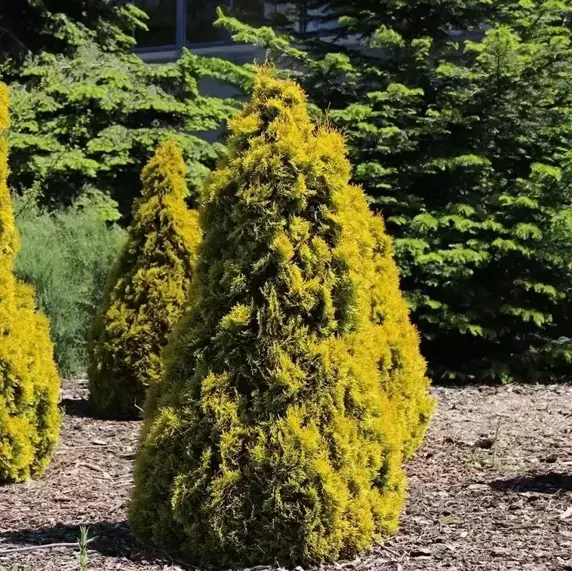 Thuja occidentalis 'Golden Smaragd' 12L - image 2