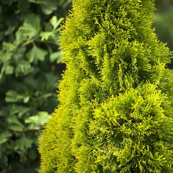 Thuja occidentalis 'Golden Smaragd' 15L - image 1