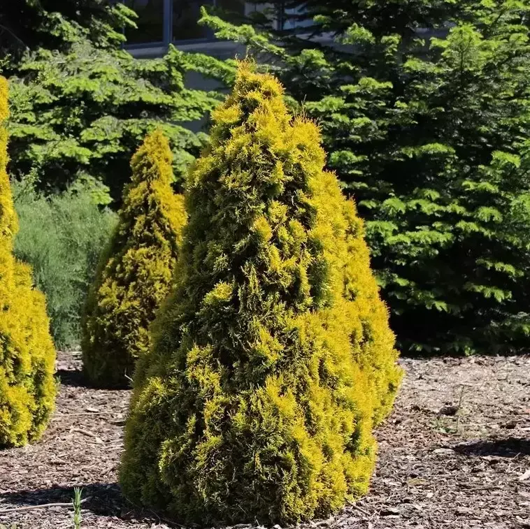 Thuja occidentalis 'Golden Smaragd' 15L - Cowell's Garden Centre |  Woolsington