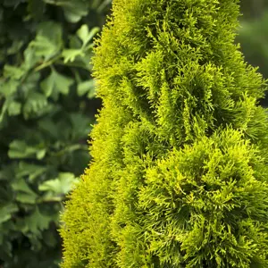 Thuja 'Golden Smaragd' (Large)