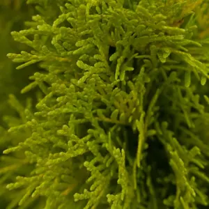Thuja occidentalis 'Golden Smaragd' 15L - image 3