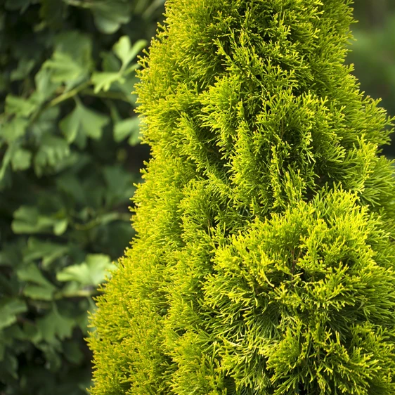 Thuja occidentalis 'Golden Smaragd' 11L - image 2