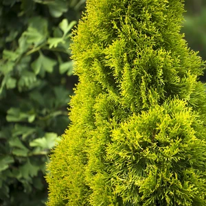 Thuja occidentalis 'Golden Smaragd' 11L - image 2
