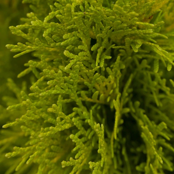 Thuja occidentalis 'Golden Smaragd' 11L - image 3