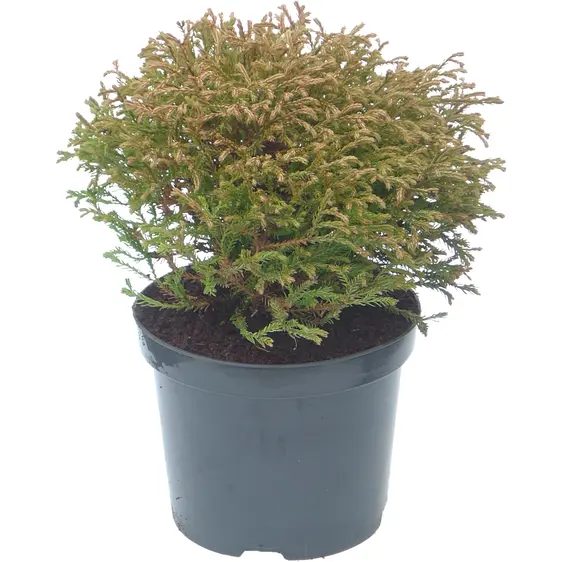 Thuja occidentalis 'Golden Tuffet' 6L - image 1