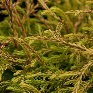 Thuja occidentalis 'Golden Tuffet' 1L - image 1
