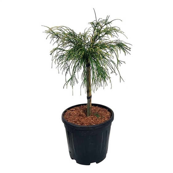 Thuja plicata 'Golden Whipcord' Standard 80cm Stem