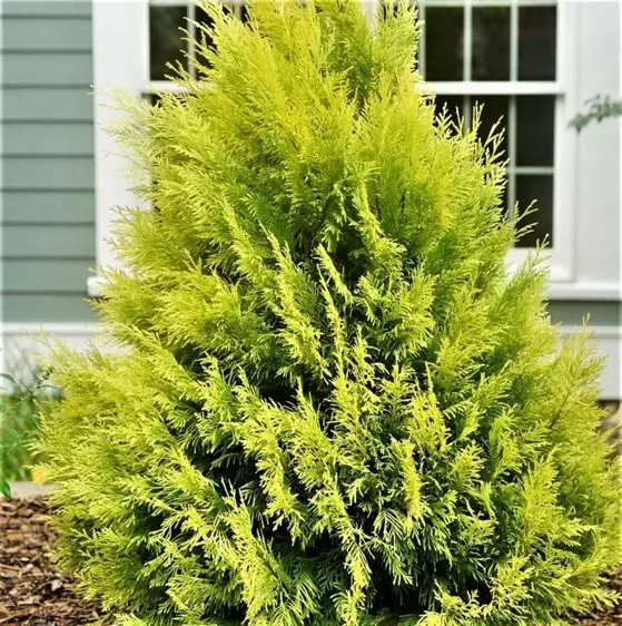 Thuja plicata 'Goldy' - image 1