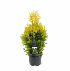 Thuja plicata 'Goldy' 3L - image 2