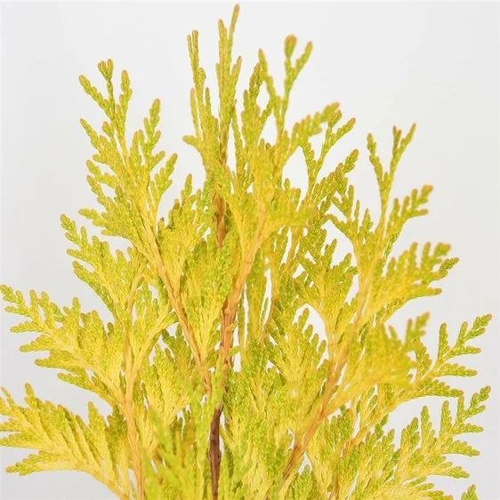 Thuja plicata 'Goldy' 7L - image 2